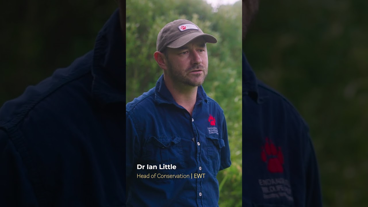 Fynbos Mega Diversity