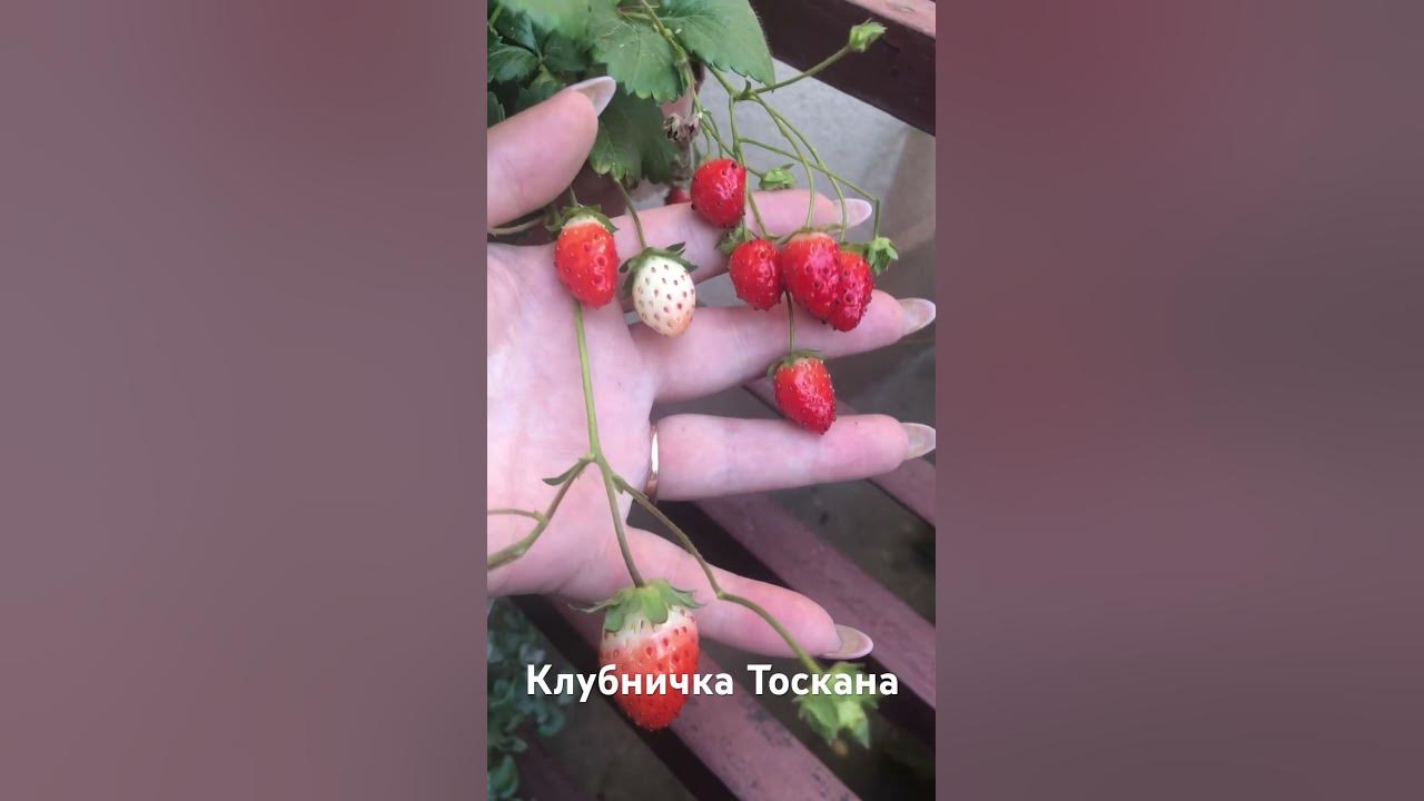 Ампельный ремонтантный сорт клубника Тоскана - YouTube