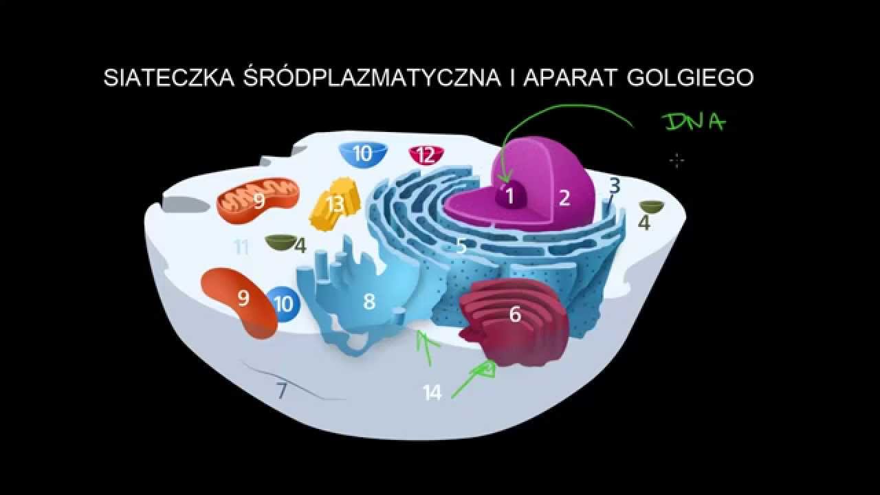 W Blonie Lizosomu Wbudowane Jest Bialko - maxresdefault.jpg