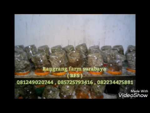 Jual Semut Rangrang Purwakarta Youtube