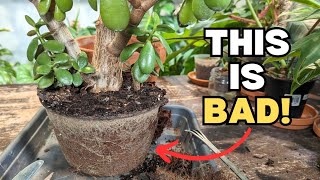 INSANE JADE ROOTS and new soil by Everything Plants 13,404 views 3 months ago 17 minutes