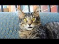 Funny Cats Malfunction 2018 [NEW]