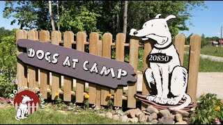 Dogs at Camp | The GTA's Favourite Camp for Dogs! | 2024