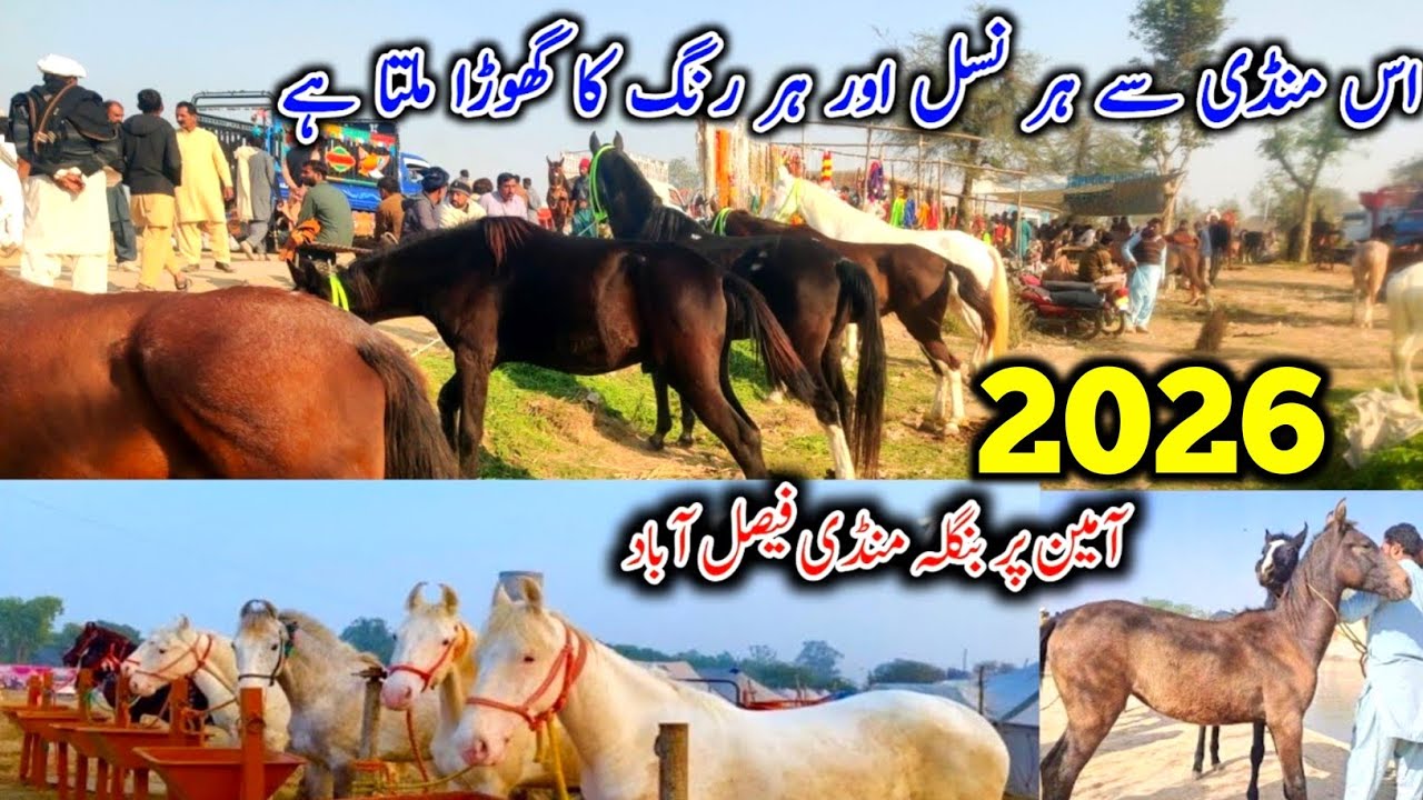 Aminpur Horse Mandi 2026 Reality | Live Rates of All Horses in Pakistan