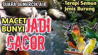 JADI GACOR‼️ 1 JAM Terapi Alami Tanpa Doping, Suara Gemericik Air Bikin Semua Burung Rajin Bunyi