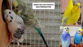 Abertura dos ninhos dos periquitos australianos by Carlos Augusto criações 2,219 views 1 month ago 18 minutes