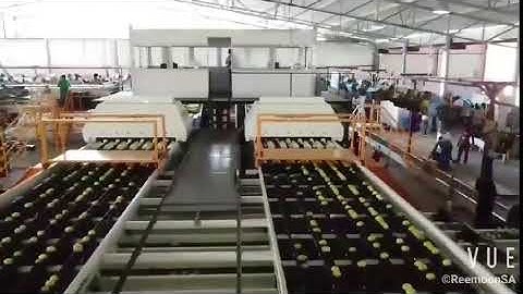 Reemoon 12 lanes Lemon sorting machine runs well in SA