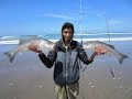 Surf Fishing for Striped Bass in San Francisco. Everyone Catches Their Limit!