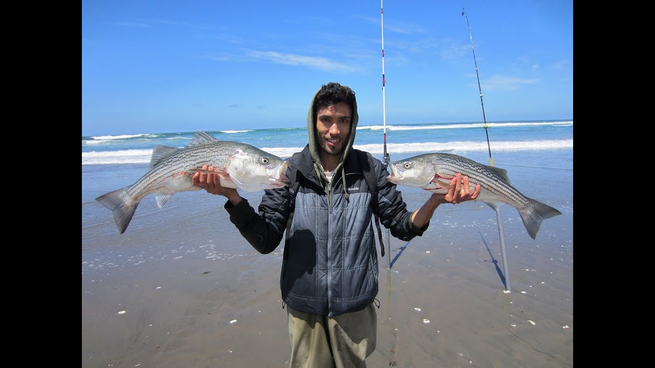 Surf Fishing for Striped Bass in San Francisco. Everyone Catches Their  Limit! 