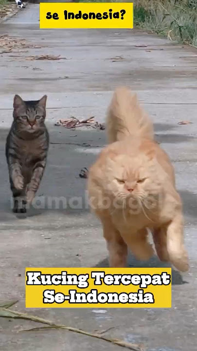 Barong the fastest cat in Indonesia #short