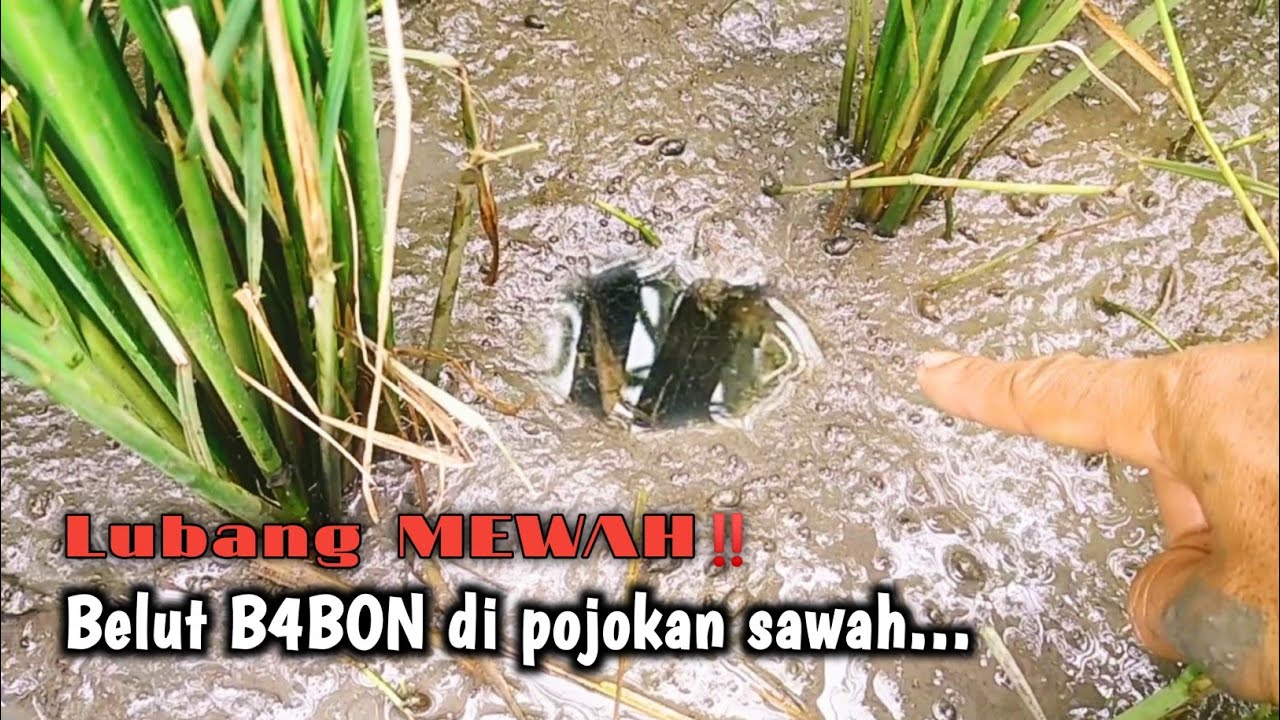 KESULITAN CARI LUBANG BELUT DI SAWAH ? BEGINI CARANYA ‼️