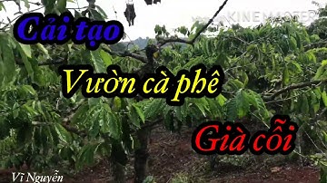 Cải tạo vườn cà phê già cỗi  không mất thu nhập dễ làm hiệu quả