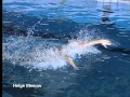 Техника плавания дельфином (баттерфляем,  swimming technique Butterfly)