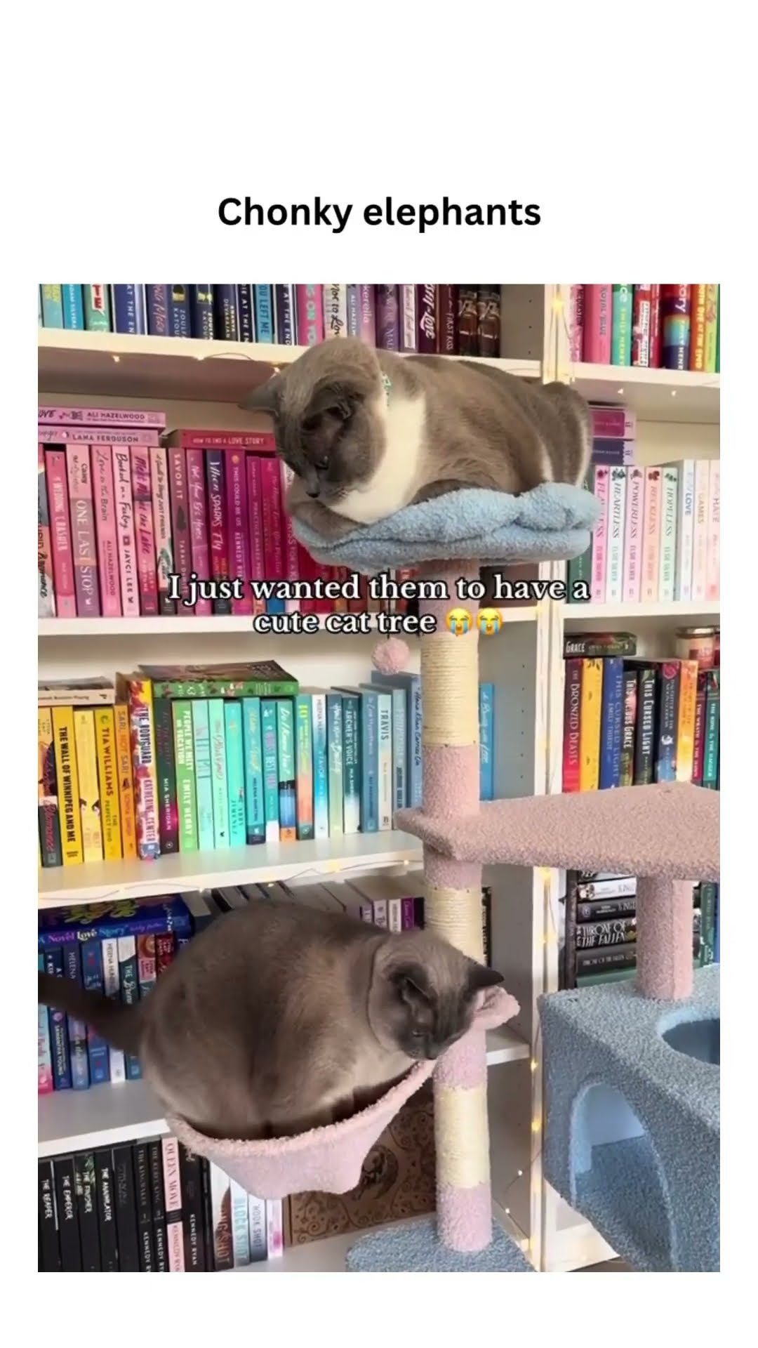 Chonky elephants don’t know what’s going on