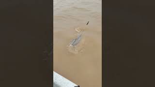 Pesca de Paty Gigantes en San Pedro.