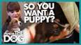 Pet Ownership: A Comprehensive Guide to Choosing the Right Companion ile ilgili video