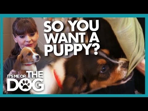 Video: Choosing And Purchasing A Puppy VEO