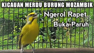 Kicauan Merdu Burung Mozambik Gacor - Nembak Ngerol Buka Paruh.