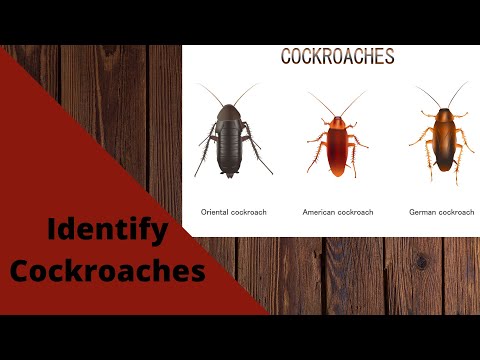 Video: Types of domestic cockroaches. Type of cockroaches that feed on eyelashes (photo)