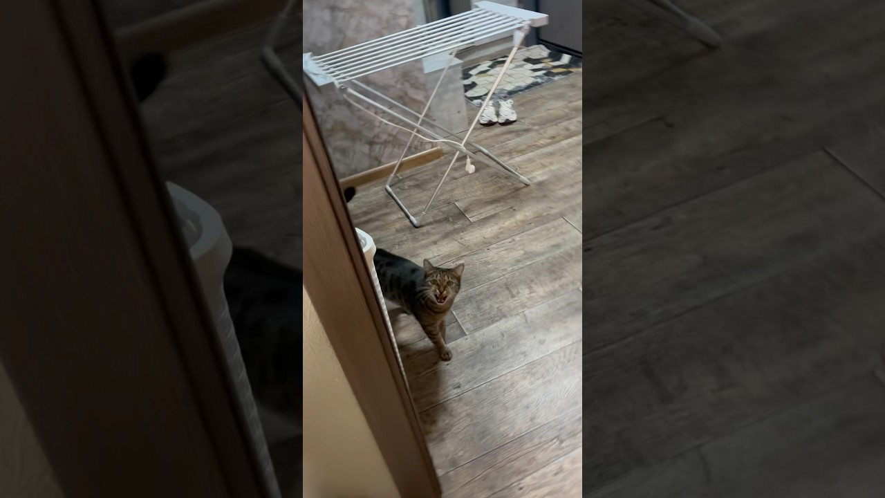 Режим турбо😹