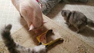 OMG 😱 BOTTON THE AFRICAN GREY JUST FED SAM THE MINI PIG A WHOLE BOX OF CHEERIOS 😱 Sweet dreams 💖 OMG 😱 BOTTON THE AFRICAN GREY JUST FED SAM THE MINI PIG A WHOLE BOX OF CHEERIOS 😱 Sweet dreams 💖