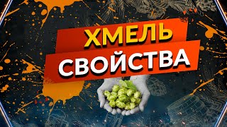 видео: Хмель в пивоварении картинка: Хмель в пивоварении