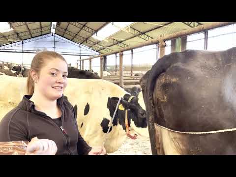 Video: Worauf ist bei der Preg-Kontrolle von Kühen zu achten?