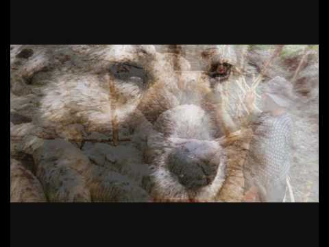 ლელა თათარაიძე, LELA TATARAIDZE