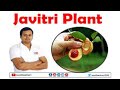 jaiphal javitri plant or nutmeg plants | myristica fragrans plant uses