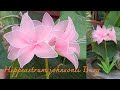 EP.8 Hippeastrum johnsonii Bury - ว่านสี่ทิศ (วิธีทำดอกไม้จากผ้าใยบัว)