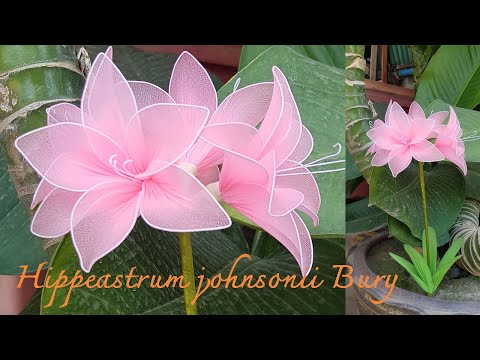 EP.8 Hippeastrum johnsonii Bury - ว่านสี่ทิศ (วิธีทำดอกไม้จากผ้าใยบัว)