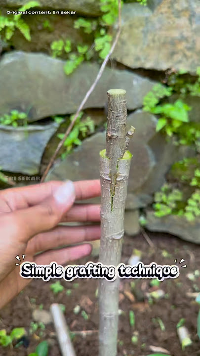 Teknik okulasi simpel pada tanaman #gardeningtips #bonsaiinspiration #bonsaitree