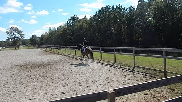 left canter half pass and counter canter