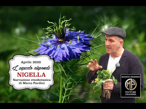 Video: Nigella (nigella) - Coltivazione E Uso