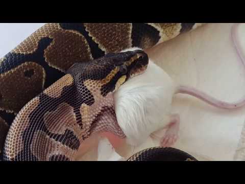 Videó: Mit Esznek A Kígyók