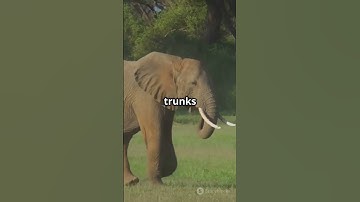 What If Two Bull Elephants Enter Musth During a Drought?