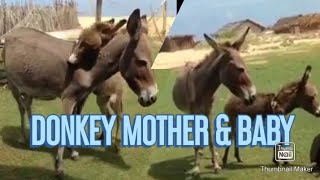 Funny donkey videos .... funny animals..donkey bar bar, donkey chou, papidonkey, Donkey