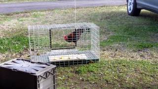 chicken coop fishing report 11