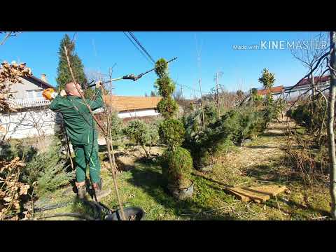 Video: Biljke Za živicu