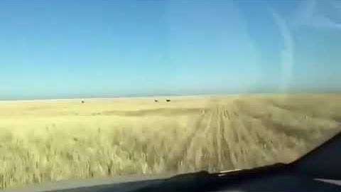 Охота на сайгака