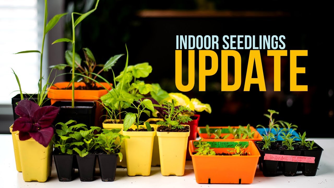 Seedlings, Sprouts and Other Shenanigans! Growing from seed!