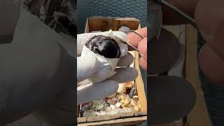 Download Lagu Operating Forget egg successfully MP3