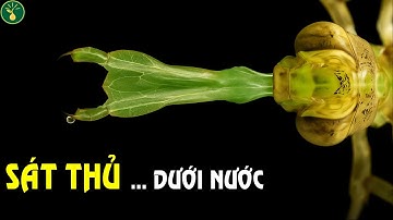 Chuồn chuồn… hoàn toàn không như bạn tưởng | Hạt sự thật