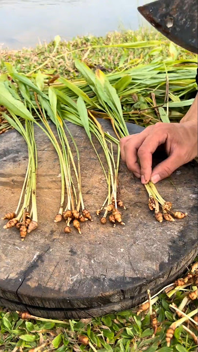 This Herbal  Plant Help Stopping Bleeding And Reducing Swelling #plants #herbal #medicine
