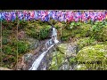 NEW WATERFALL DISCOVERED IN TOBAGO!ADVENTURE AWAITS AT THE STUNNING RICHMOND FALLS WITH TRINI SURFER