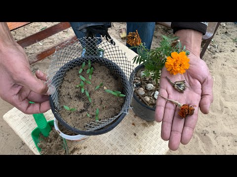 فيديو: إنقاذ بذور القطيفة - نصائح لجمع البذور من أزهار القطيفة