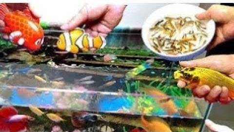 Cá Rễ Thương, Giải Cứu Con Rùa Mai Vàng, Cá Koi, Cá Chép, Cá Trê Lớn, vịt con rễ thương