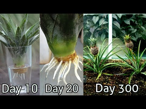 Best way to Grow Pineapple 🍍 at home // सबसे अच्छा तरीका