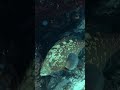 grumpy grouper #fish #grouperfish #underwatervideo #scubadiving