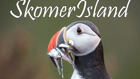 Dove vedere le pulcinelle di mare in Islanda?
